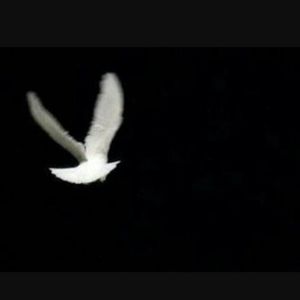 Meet your Posher, Remigio